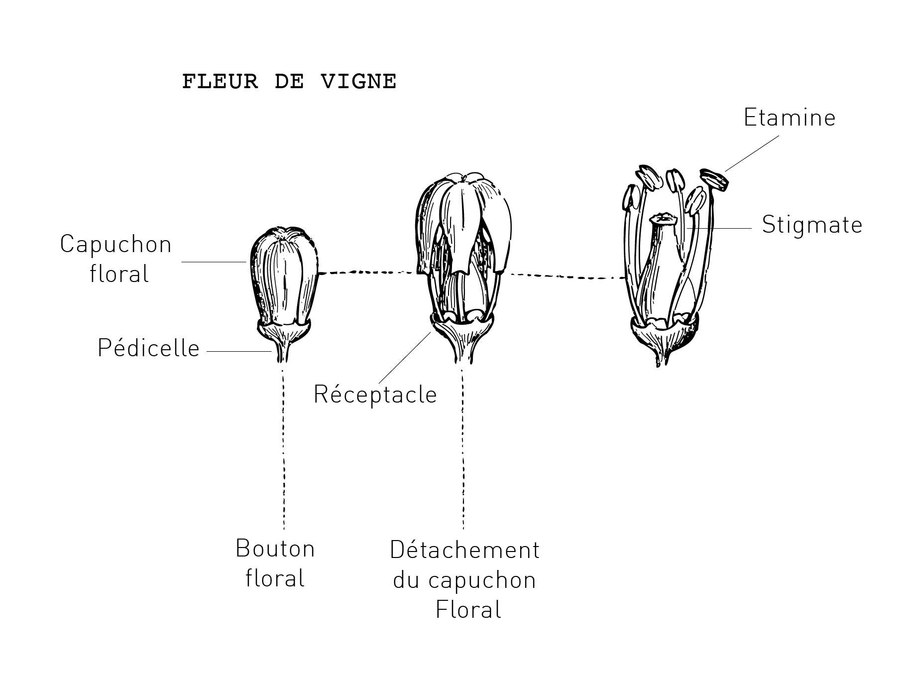 PLANCHE VEGETATION SITE ARNOULD def-04 Fleur de vigne pour champagne prestige, maison de champagne de qualité